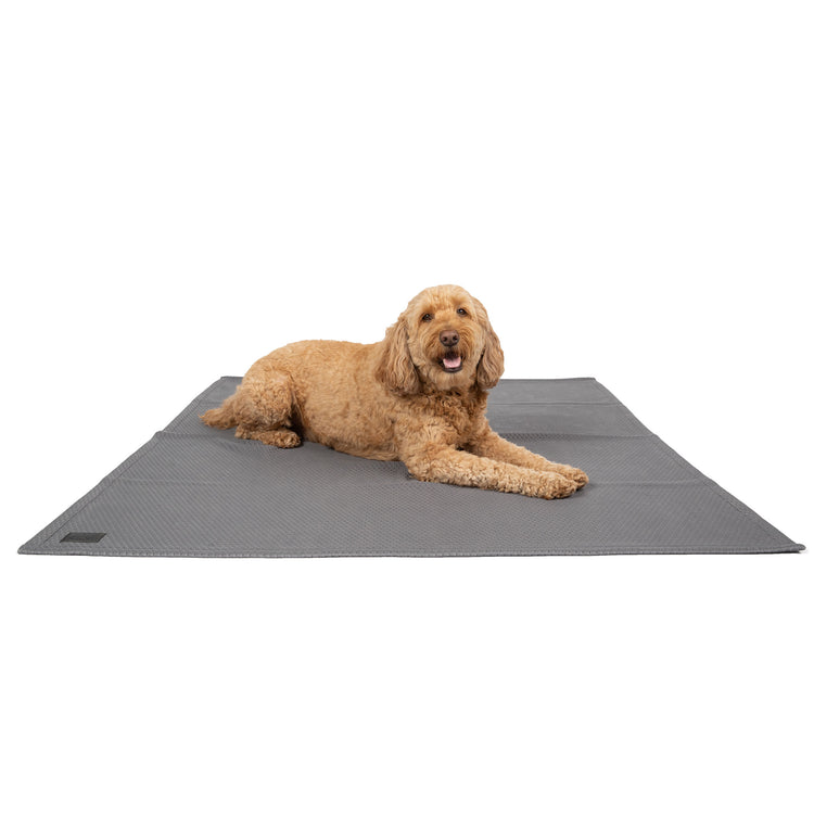 Cooling Dog Blanket